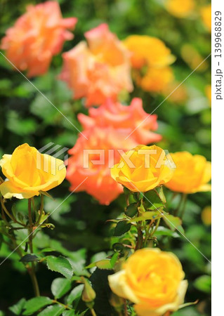 カラフルな薔薇祭りの花 カラフルな薔薇祭りの花 139968829