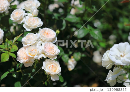 カラフルな薔薇祭りの花 139968835