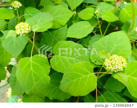 咲き始めの紫陽花アナベル 139968847