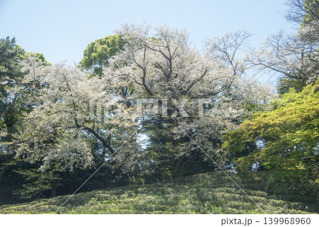 皇居東御苑の茶畑と桜 (東京都千代田区) 139968960