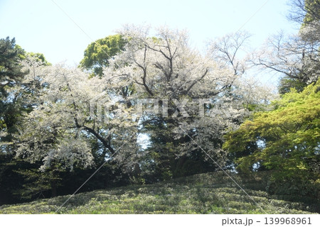 皇居東御苑の茶畑と桜 (東京都千代田区) 139968961