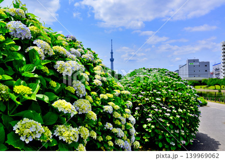 旧中川水辺公園周辺の紫陽花とスカイツリーの風景 旧中川水辺公園周辺の紫陽花とスカイツリーの風景 139969062