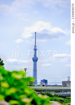 旧中川水辺公園周辺の紫陽花とスカイツリーの風景 139969070