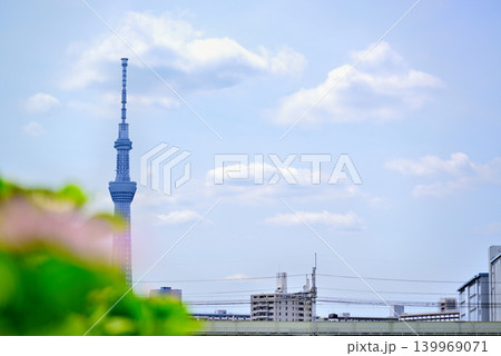 旧中川水辺公園周辺の紫陽花とスカイツリーの風景 旧中川水辺公園周辺の紫陽花とスカイツリーの風景 139969071