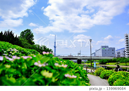 旧中川水辺公園周辺の紫陽花とスカイツリーの風景 旧中川水辺公園周辺の紫陽花とスカイツリーの風景 139969084
