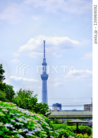 旧中川水辺公園周辺の紫陽花とスカイツリーの風景 旧中川水辺公園周辺の紫陽花とスカイツリーの風景 139969092