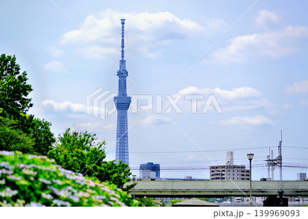 旧中川水辺公園周辺の紫陽花とスカイツリーの風景 旧中川水辺公園周辺の紫陽花とスカイツリーの風景 139969093