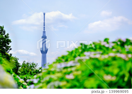 旧中川水辺公園周辺の紫陽花とスカイツリーの風景 139969095