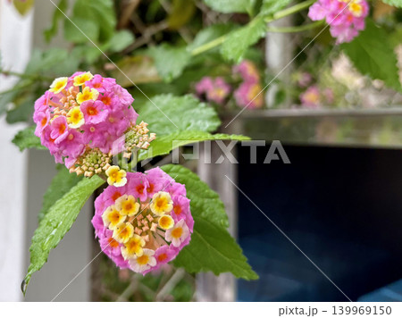 雨のしずくをまとう可憐なランタナの花 雨のしずくをまとう可憐なランタナの花 139969150