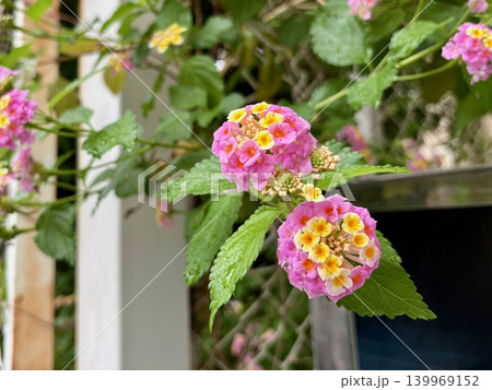 雨上がりの雫が輝くピンクと黄色のランタナの花 139969152