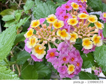 満開に咲き誇るランタナの花房と雨の雫 満開に咲き誇るランタナの花房と雨の雫 139969155