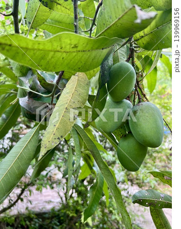 Green mango fruit on the tree in garden Green mango fruit on the tree in garden 139969156