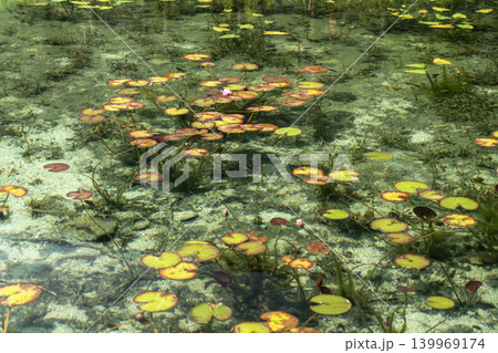 モネの池(名もない池) モネの池(名もない池) 139969174