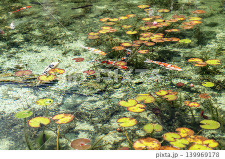 モネの池を泳ぐ鯉 モネの池を泳ぐ鯉 139969178