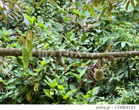 Durian fruit hanging on a tree branch in the rainforest. Durian fruit hanging on a tree branch in the rainforest. 139969183