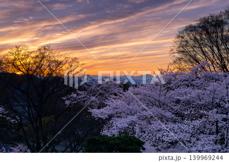 長野県小諸市丁　小諸城址公園懐古園本丸跡天守台からの桜の広場のソメイヨシノと北アルプスと夕焼け空 139969244