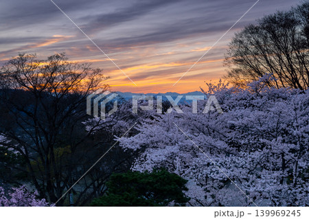 長野県小諸市丁 小諸城址公園懐古園本丸跡天守台からの桜の広場のソメイヨシノと北アルプスと夕焼け空 長野県小諸市丁 小諸城址公園懐古園本丸跡天守台からの桜の広場のソメイヨシノと北アルプスと夕焼け空 139969245