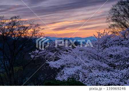長野県小諸市丁　小諸城址公園懐古園本丸跡天守台からの桜の広場のソメイヨシノと北アルプスと夕焼け空 139969246