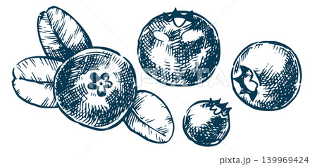 set of blueberries. vector illustration in sketch style. vintage set of blueberries. vector illustration in sketch style. vintage 139969424