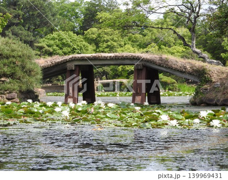 岡山県津山市にある回遊式日本庭園「衆楽園」:スイレンの咲く頃(土橋) 岡山県津山市にある回遊式日本庭園「衆楽園」:スイレンの咲く頃(土橋) 139969431