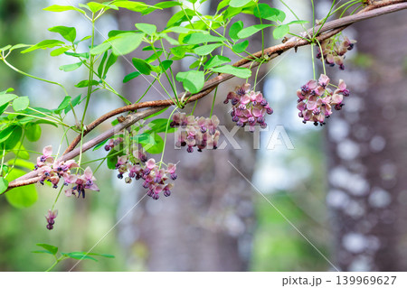 森の中で清楚に咲くアケビの花 139969627