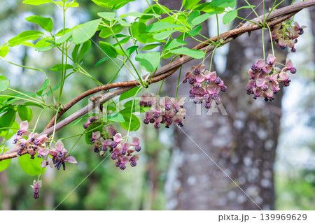 森の中で清楚に咲くアケビの花 森の中で清楚に咲くアケビの花 139969629