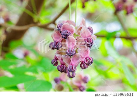 森の中で清楚に咲くアケビの花 139969631