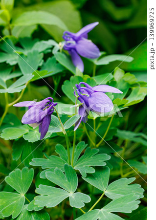 ガーデンで美しく咲くブルーのオダマキの花 ガーデンで美しく咲くブルーのオダマキの花 139969725