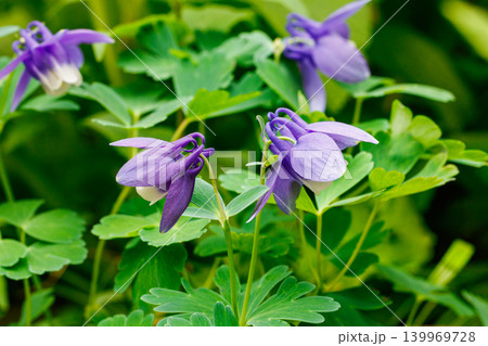 ガーデンで美しく咲くブルーのオダマキの花 139969728