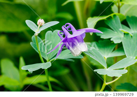 ガーデンで美しく咲くブルーのオダマキの花 139969729