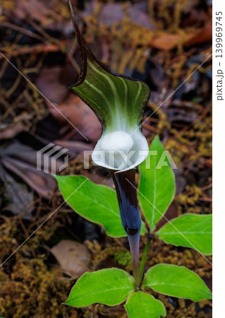 春に現れる珍しいユキモチソウの花 春に現れる珍しいユキモチソウの花 139969745