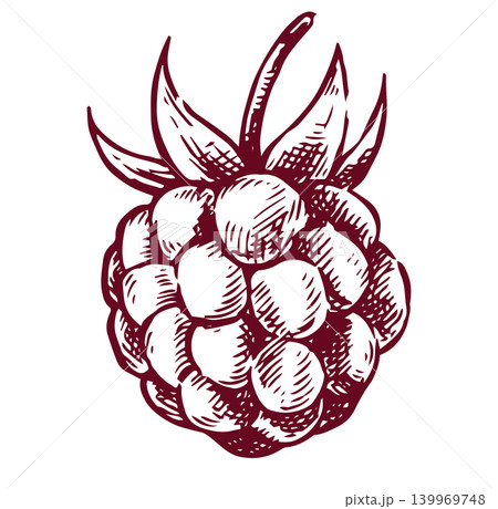 raspberry. vector illustration in sketch style. vintage raspberry. vector illustration in sketch style. vintage 139969748