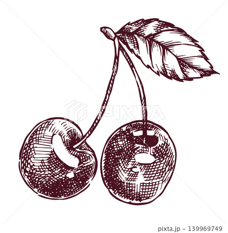 cherry. vector illustration in sketch style. vintage cherry. vector illustration in sketch style. vintage 139969749