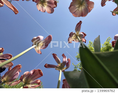 It is a low angle of the tulip. 139969762