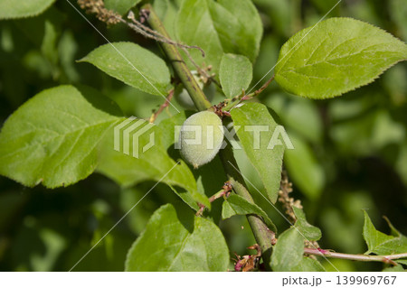 Plums hanging on branches on a farm. Plums hanging on branches on a farm. 139969767