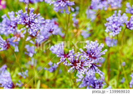 初夏のガーデンで美しく咲くタマクルマバソウの花のクローズアップ 139969810