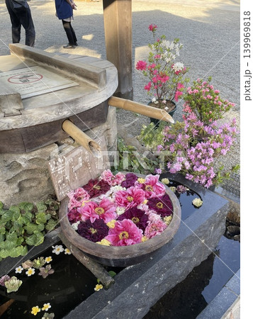 神社に彩りを添える美しい紫陽花の花手水風景 Hanachozu Japan Flower Hydra 神社に彩りを添える美しい紫陽花の花手水風景 Hanachozu Japan Flower Hydra 139969818