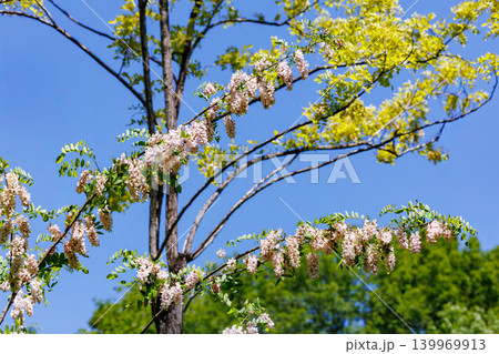 初夏の森林で美しく咲くピンク色のニセアカシアの花 初夏の森林で美しく咲くピンク色のニセアカシアの花 139969913