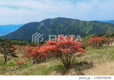 大和葛城山のツツジ 大和葛城山のツツジ 139970099