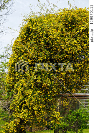 ガーデンでたくさんの黄色い花を咲かせるカロライナジャスミンの花 139970115