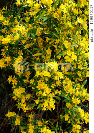 ガーデンでたくさんの黄色い花を咲かせるカロライナジャスミンの花 139970117