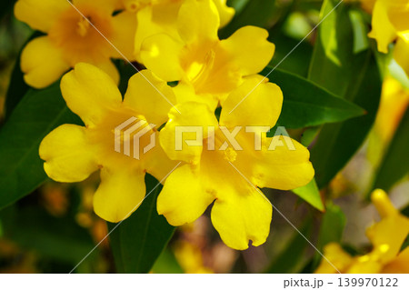 ガーデンでたくさんの黄色い花を咲かせるカロライナジャスミンの花 139970122