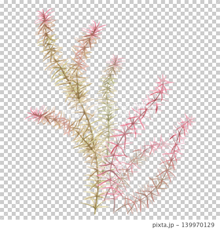 A tuft of seaweed with delicate pink and green leaves. This isolated watercolor illustration is perfect for nature- and ecology-themed designs, as well as for decorating water features and textiles. A tuft of seaweed with delicate pink and green leaves. This isolated watercolor illustration is perfect for nature- and ecology-themed designs, as well as for decorating water features and textiles. 139970129