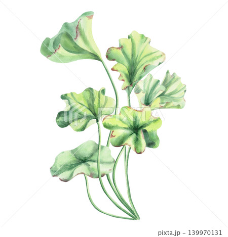 Seaweed, shaped like a clover with delicate green leaves. This isolated watercolor illustration is perfect for nature- and ecology-themed designs, as well as for decorating water features, textiles. Seaweed, shaped like a clover with delicate green leaves. This isolated watercolor illustration is perfect for nature- and ecology-themed designs, as well as for decorating water features, textiles. 139970131