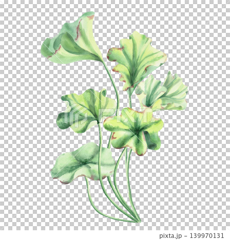 Seaweed, shaped like a clover with delicate green leaves. This isolated watercolor illustration is perfect for nature- and ecology-themed designs, as well as for decorating water features, textiles. Seaweed, shaped like a clover with delicate green leaves. This isolated watercolor illustration is perfect for nature- and ecology-themed designs, as well as for decorating water features, textiles. 139970131