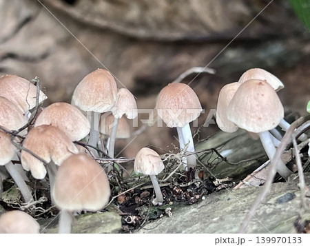 Mushrooms growing in the forest Mushrooms growing in the forest 139970133