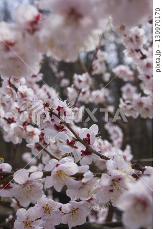 Apricot flower on nature background 139970170