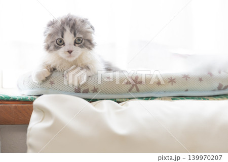 窓際にいるスコティッシュフォールドの子猫 窓際にいるスコティッシュフォールドの子猫 139970207