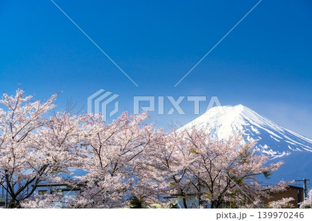 富士山と満開の桜・富士吉田市から 富士山と満開の桜・富士吉田市から 139970246