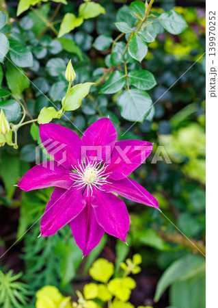 初夏に咲く美しい赤紫色のクレマチスの花 初夏に咲く美しい赤紫色のクレマチスの花 139970252
